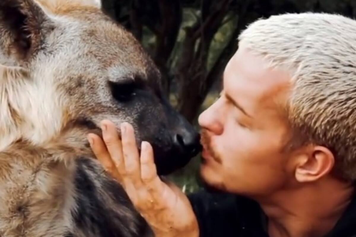 VIDEO: Hiena se reencuentra con antiguo amo