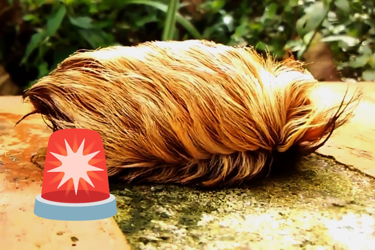 Autoridades alertan por avistamiento de la ‘Oruga Peluche’ en Jalisco, la más peligrosa de Norteamérica: ¿Qué es y qué tan dañina puede ser?