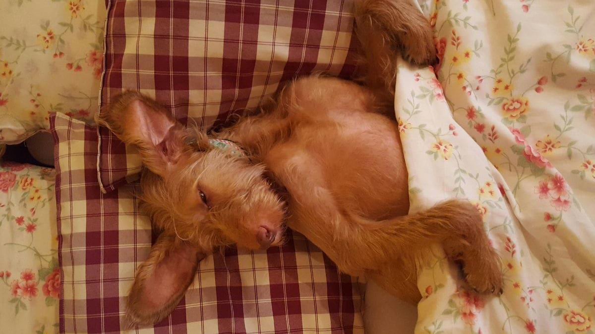 Demencia senil en perros: Señales para detectarla y qué hacer si tu mascota se desorienta o cambia sus hábitos, según experto UNAM