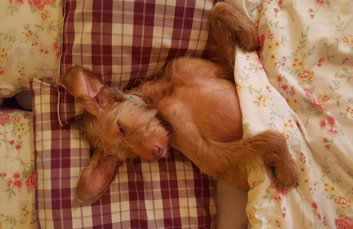 Veterinarios explican cuál es el mejor lugar para cuidar su salud y descanso | Foto: Especial (canva)