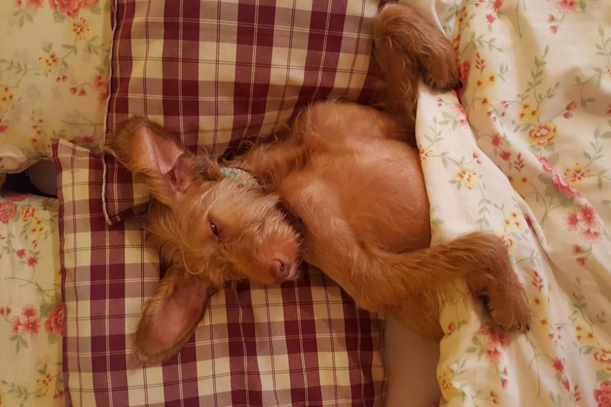Demencia senil en perros: Señales para detectarla y qué hacer si tu mascota se desorienta o cambia sus hábitos, según experto UNAM