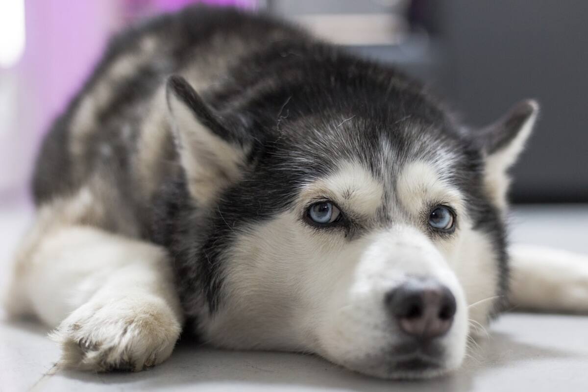 Perro destroza una caja de tinte de pelo