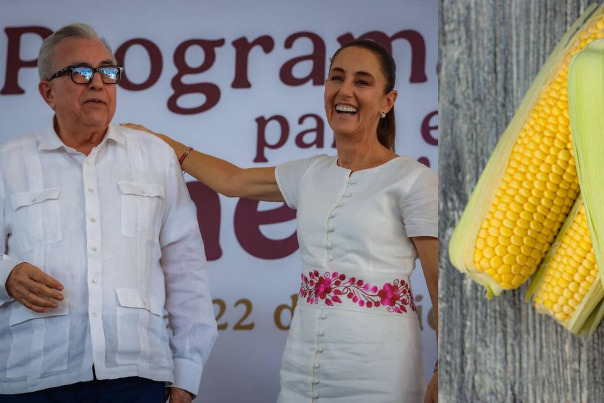¿Transgénero? Rubén Rocha anuncia apoyo a productores de maíz transgénico en Sinaloa