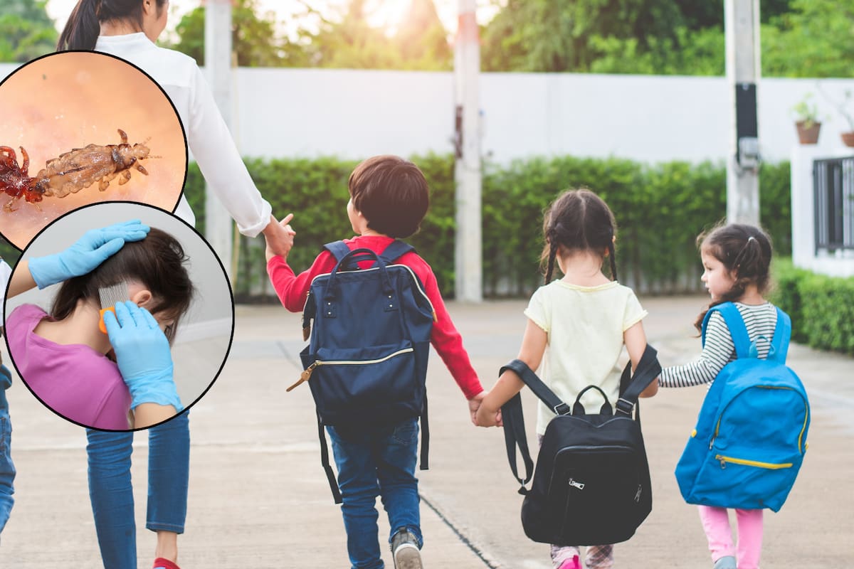Piojos en la escuela: cómo proteger a los niños durante el regreso a clases