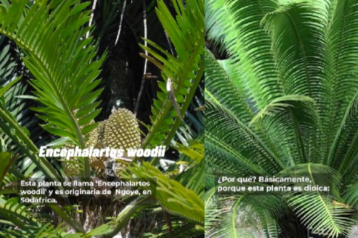 ¿Cuál es la planta más solitaria del mundo?: Los científicos le están buscando pareja