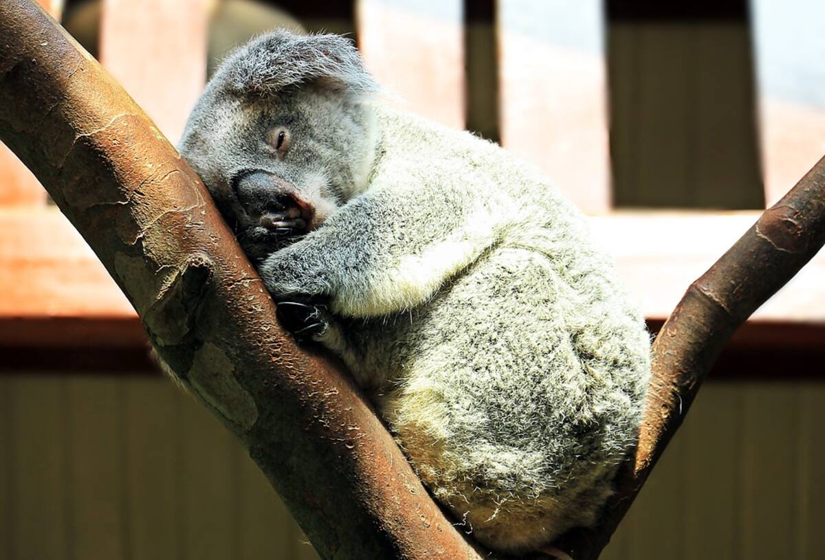 Koala Ashen Koala Purry Animal Rest Cuddly Sweet