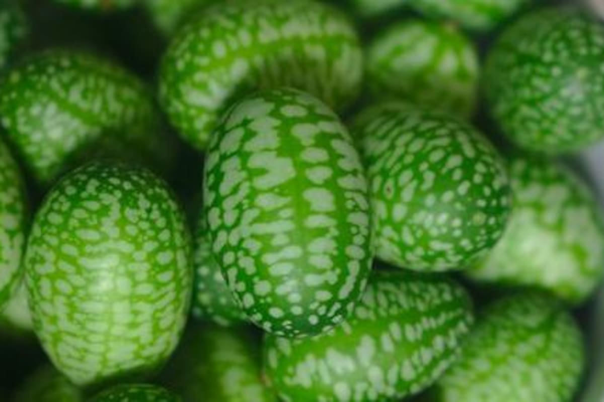 Cucamelón: el pequeño fruto que parece sandía y sabe a pepino