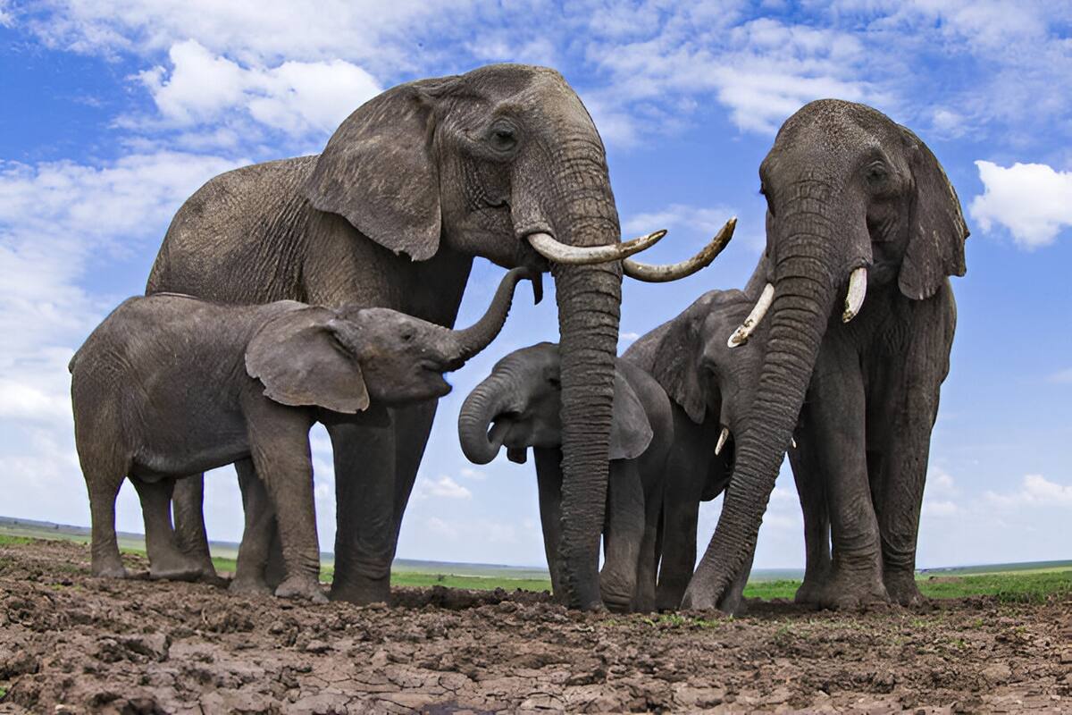La ciencia revela que los elefantes de la sabana africana pueden llamarse por su nombre