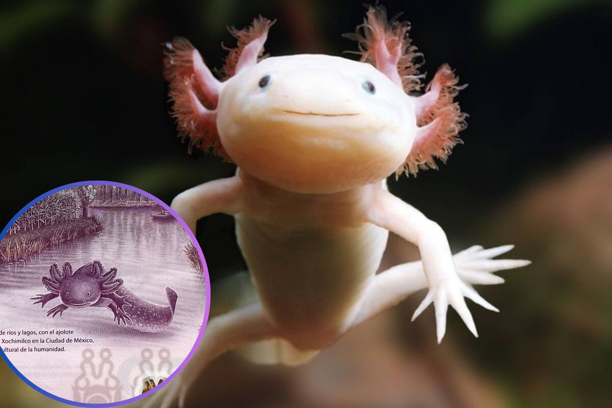 ¿Por qué los ajolotes están en todos lados menos en su casa?
