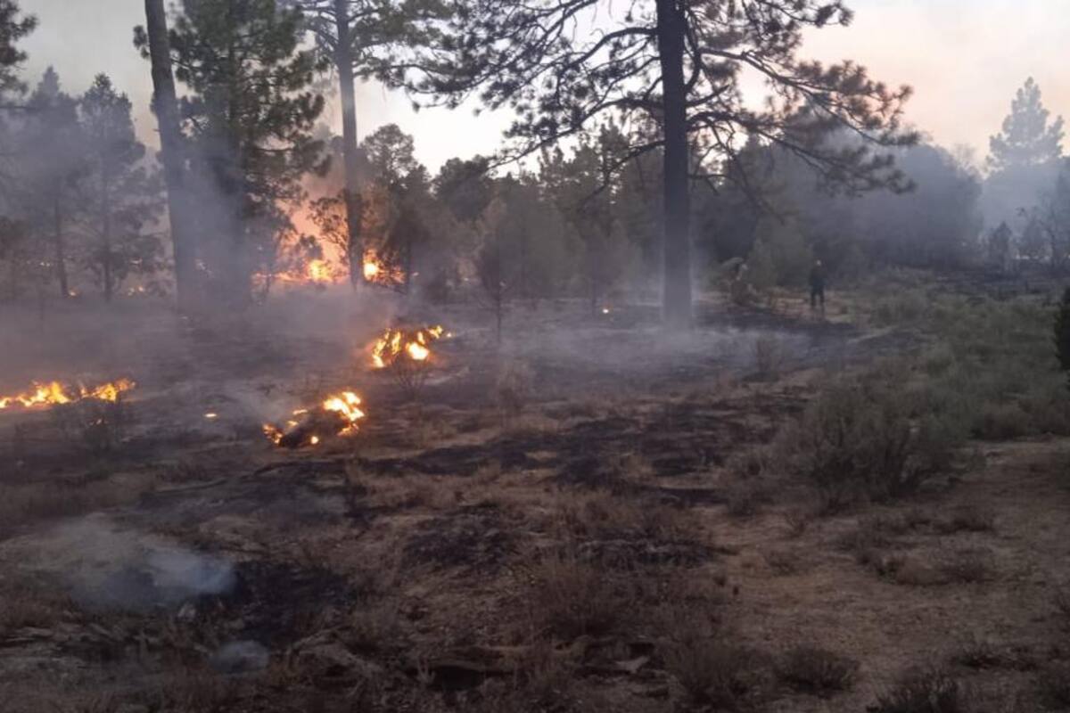 Controlan incendio forestal en Sierra de Juárez