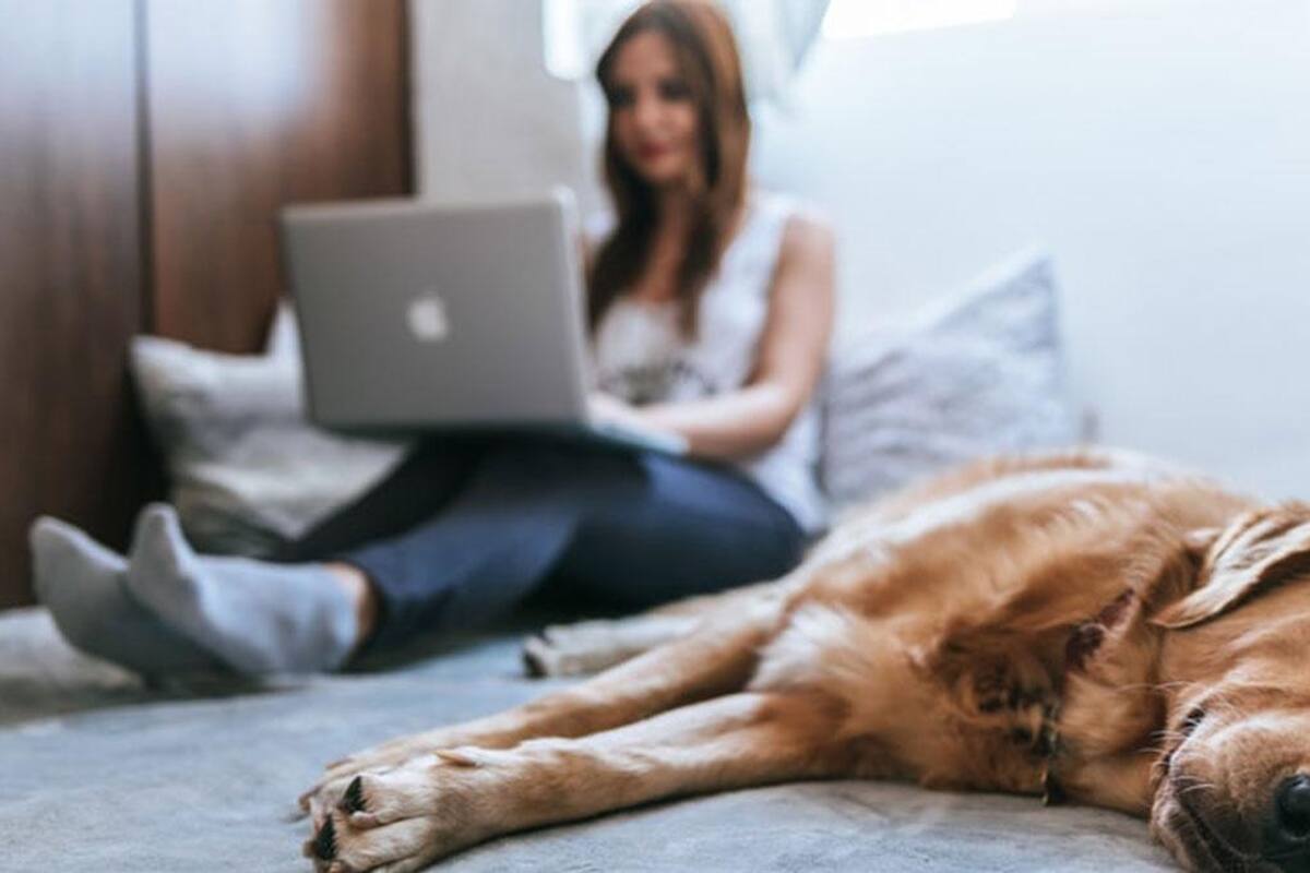 Conoce los beneficios de tener mascotas en tu lugar de trabajo