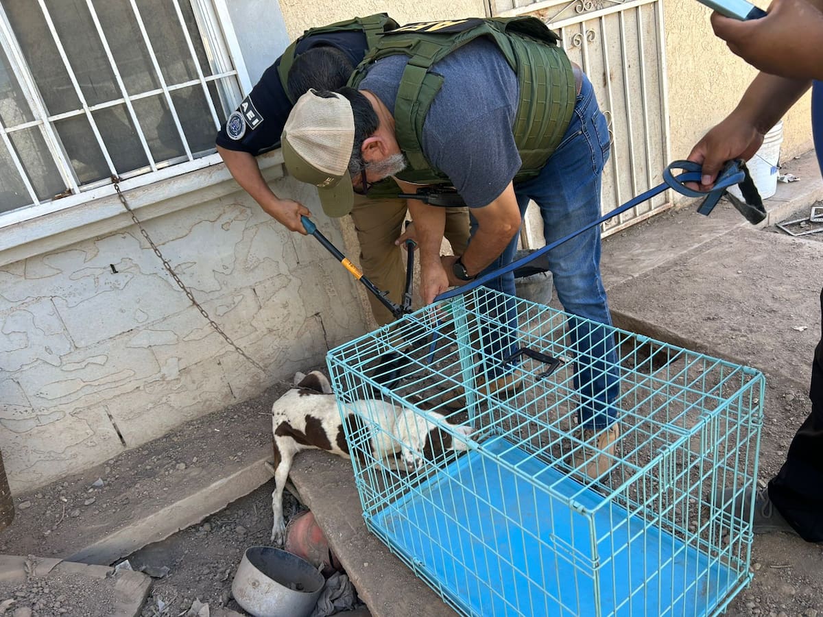 Seis perros que eran víctimas de maltrato animal fueron rescatados por elementos de la Fiscalía General del Estado (FGE) durante cateos realizados en distintos puntos de la ciudad l Foto: Cortesía