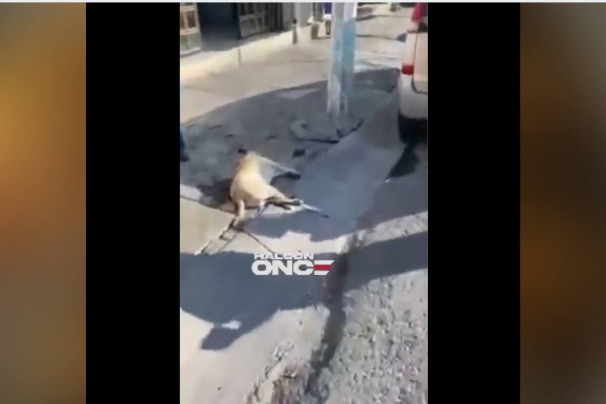 Edomex: Gasero mata perro en Ecatepec