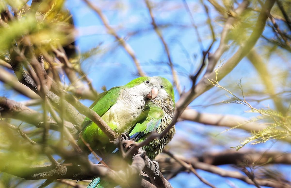 Cotorras argentinas: Esta especie invasora carece de depredadores naturales. | Banco digital GH