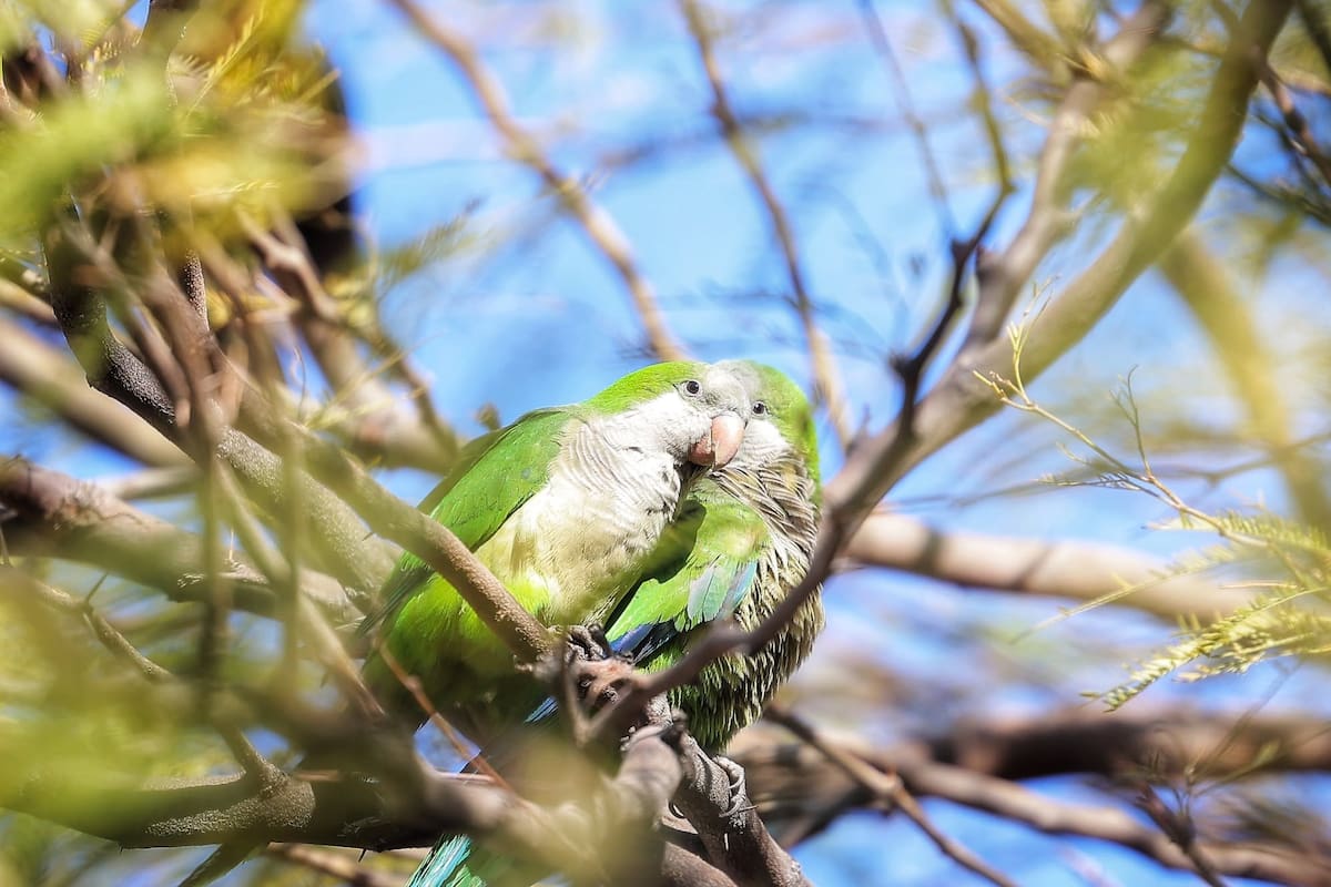 ¿Qué significa que veas cotorras volando cerca de tu casa o jardín?