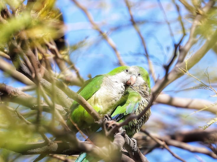¿Qué significa que veas cotorras volando cerca de tu casa o jardín?
