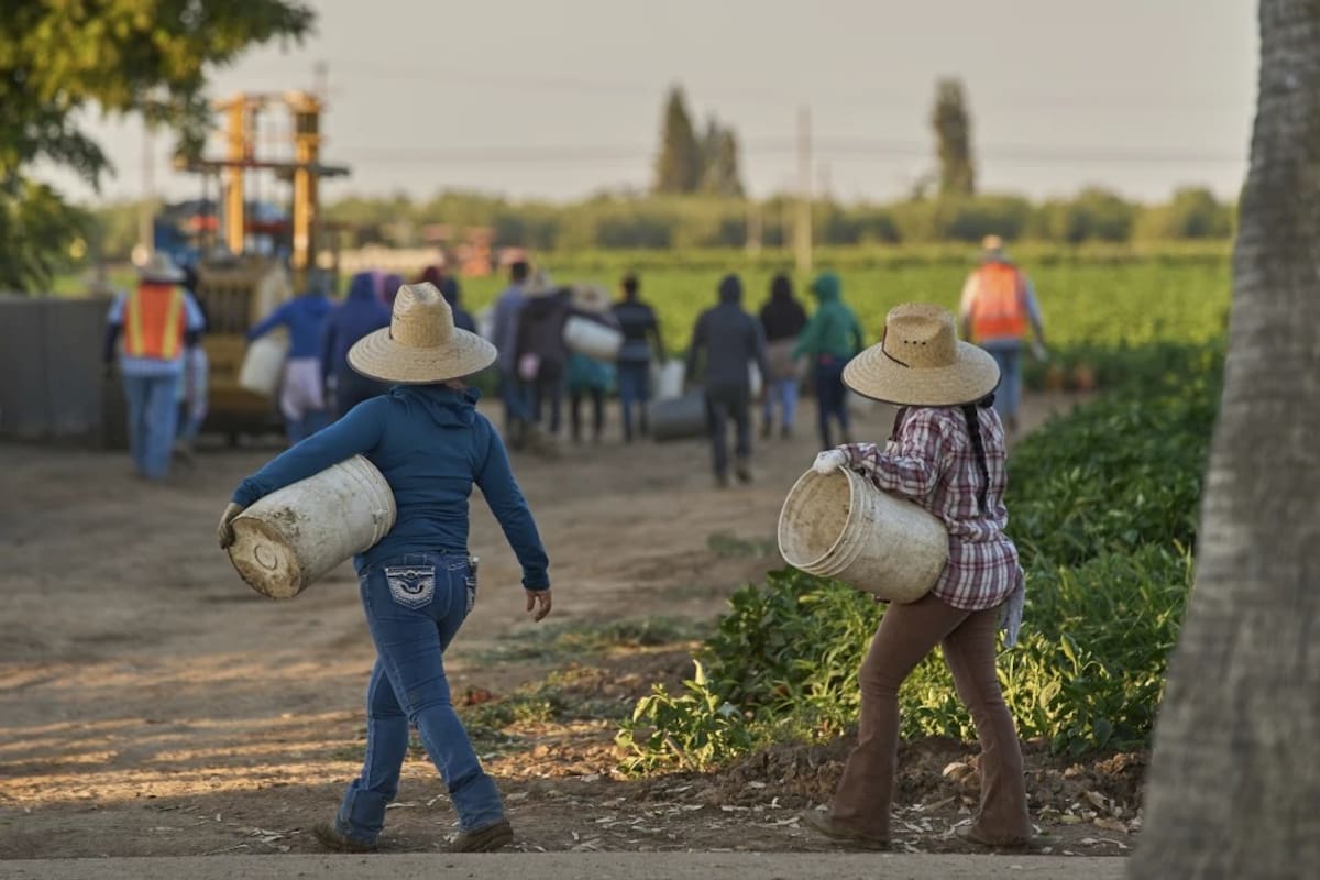 Trabajadores agrícolas migrantes se dirigen a recoger cultivos una mañana temprano en Fresno, California, el 18 de julio de 2025. | Crédito: AP/Damian Dovarganes, Archivo