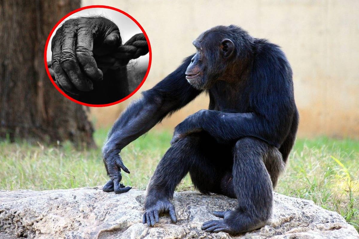 Día Mundial de los Primates: 5 datos curiosos sobre los chimpancés