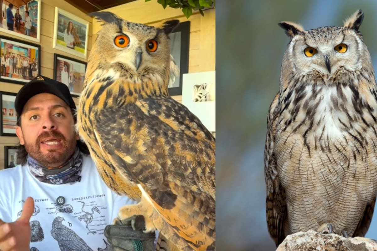El búho real (Bubo bubo): la majestuosa ave que es tan grande que puede cazar incluso zorros