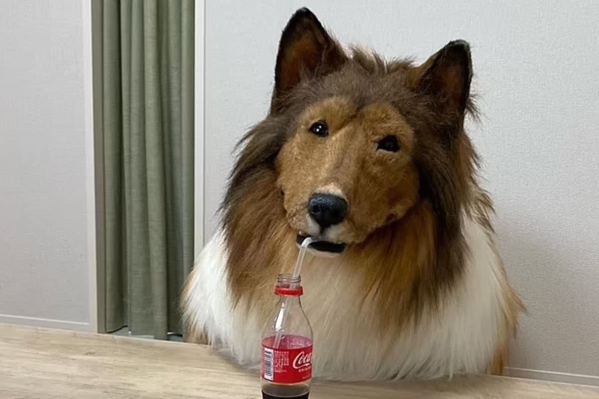 Hombre que se convirtió en perro se arrepiente, buscará ser otro animal