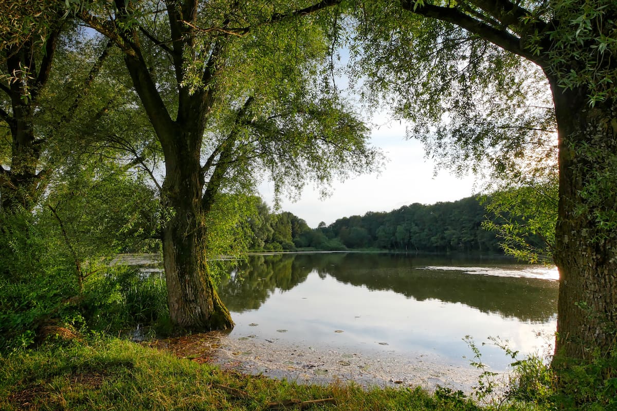 Grave disminución del oxígeno en los lagos: cientos de ecosistemas acuáticos están en peligro por el cambio climático