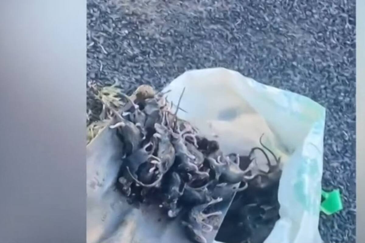 Por qué Australia atraviesa la peor plaga de roedores en años