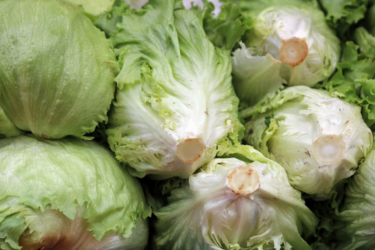 Con más de 12,000 casos y dos muertes en Michigan, el brote de ciclosporiasis vinculado a lechuga iceberg contaminada ya se extiende a 15 estados de Estados Unidos