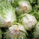 Ciclosporiasis vinculada a lechuga se extiende a 15 estados