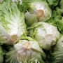 Con más de 12,000 casos y dos muertes en Michigan, el brote de ciclosporiasis vinculado a lechuga iceberg contaminada ya se extiende a 15 estados de Estados Unidos