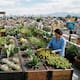 Revelan cómo usar plantas de bajo riego vs el calor en casa