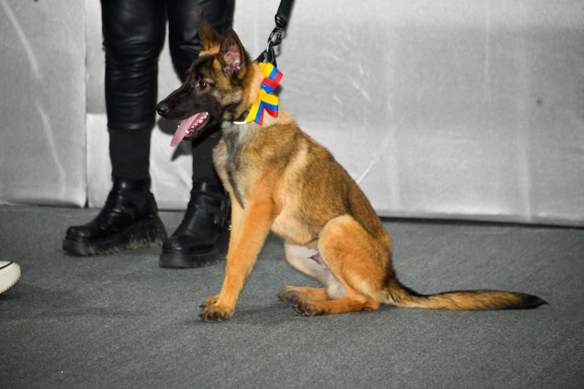 Laika ahora que está en México. | Foto: Especial