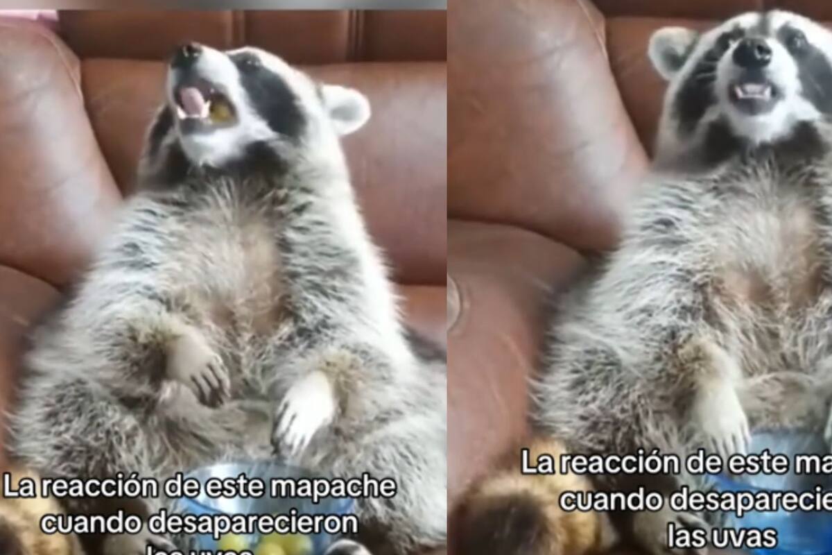 Mapache se preocupa porque sus uvas desaparecen y se vuelve viral en TikTok