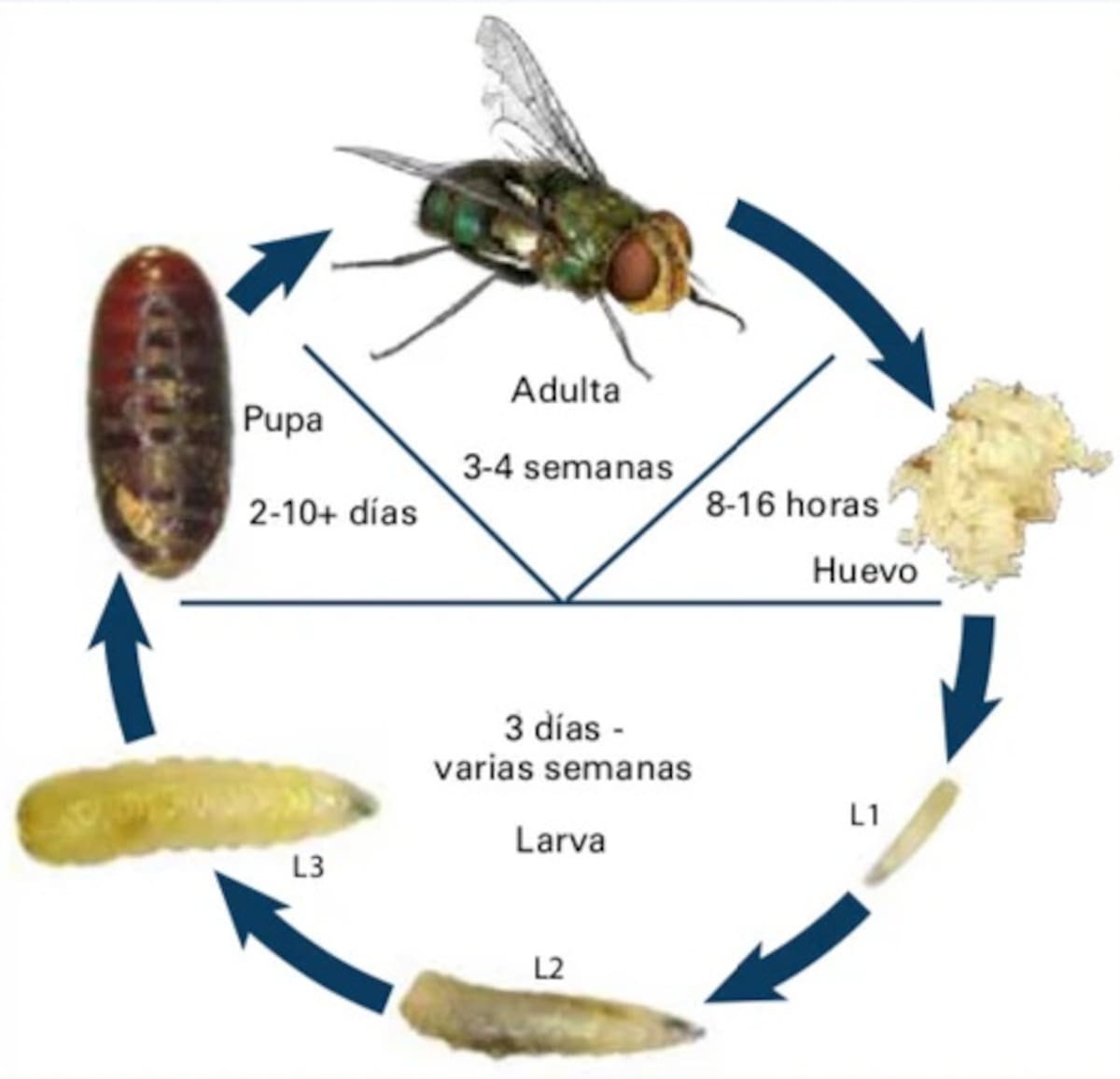 Ciclo de vida de una mosca.