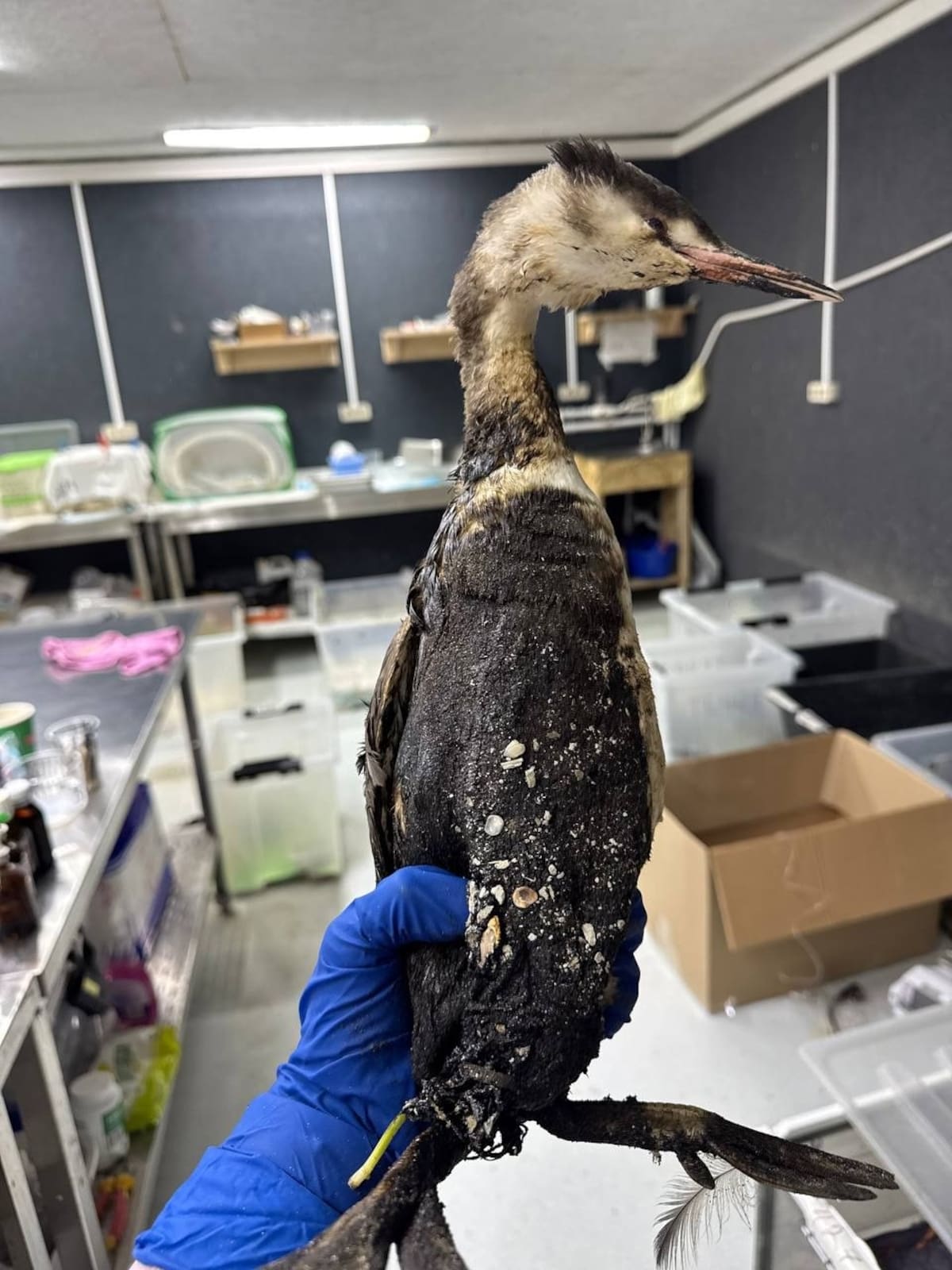 Foto: Centro de Rehabilitación "Zhemchuzhnaya".