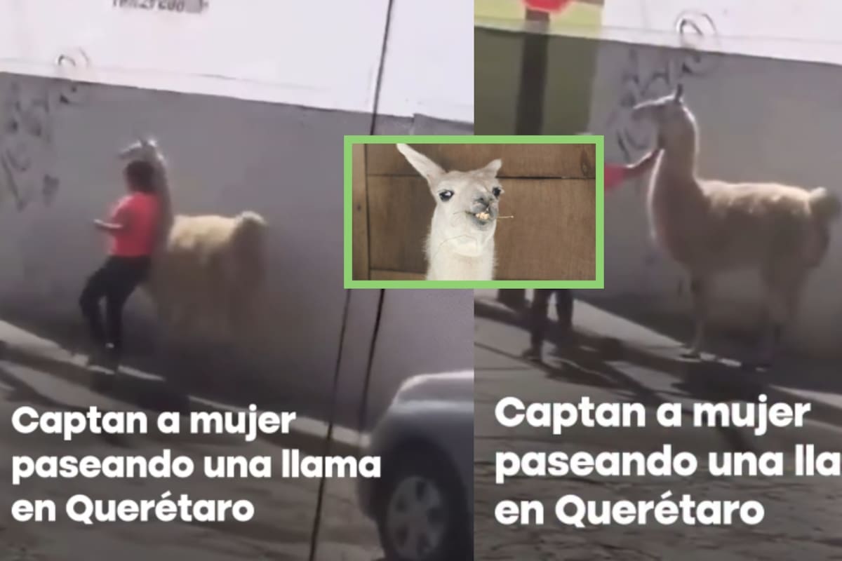 Mujer sorprende al pasear una llama por las calles de Querétaro y se vuelve viral