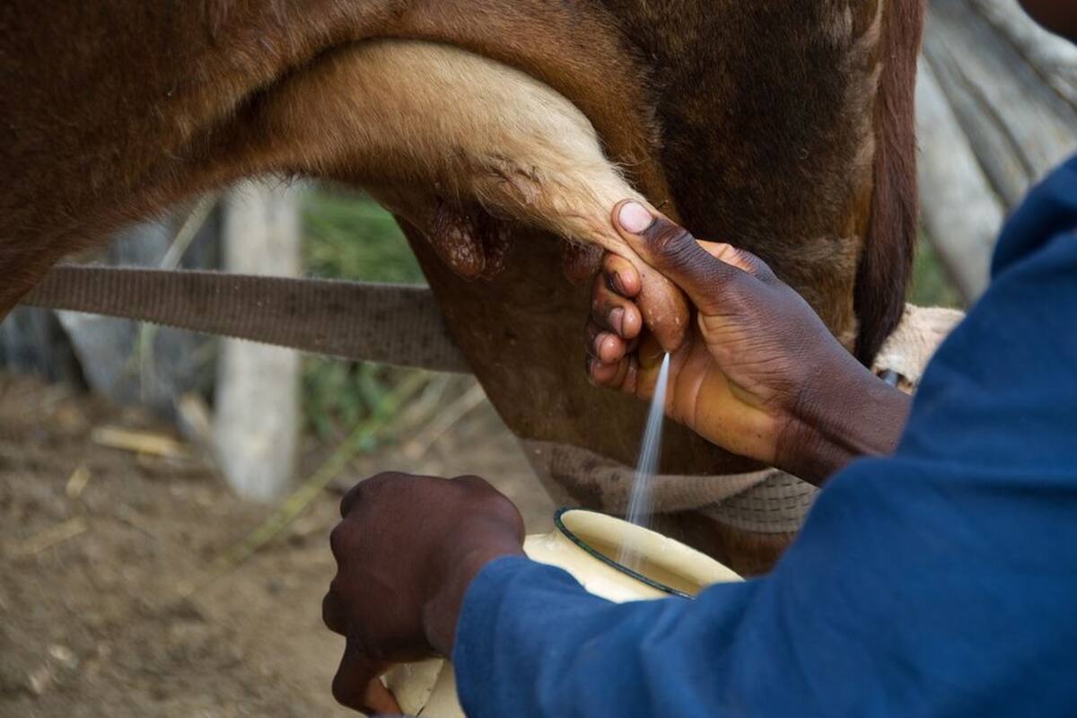OMS en alerta tras hallazgo del virus de gripe aviar en muestras de leche cruda
