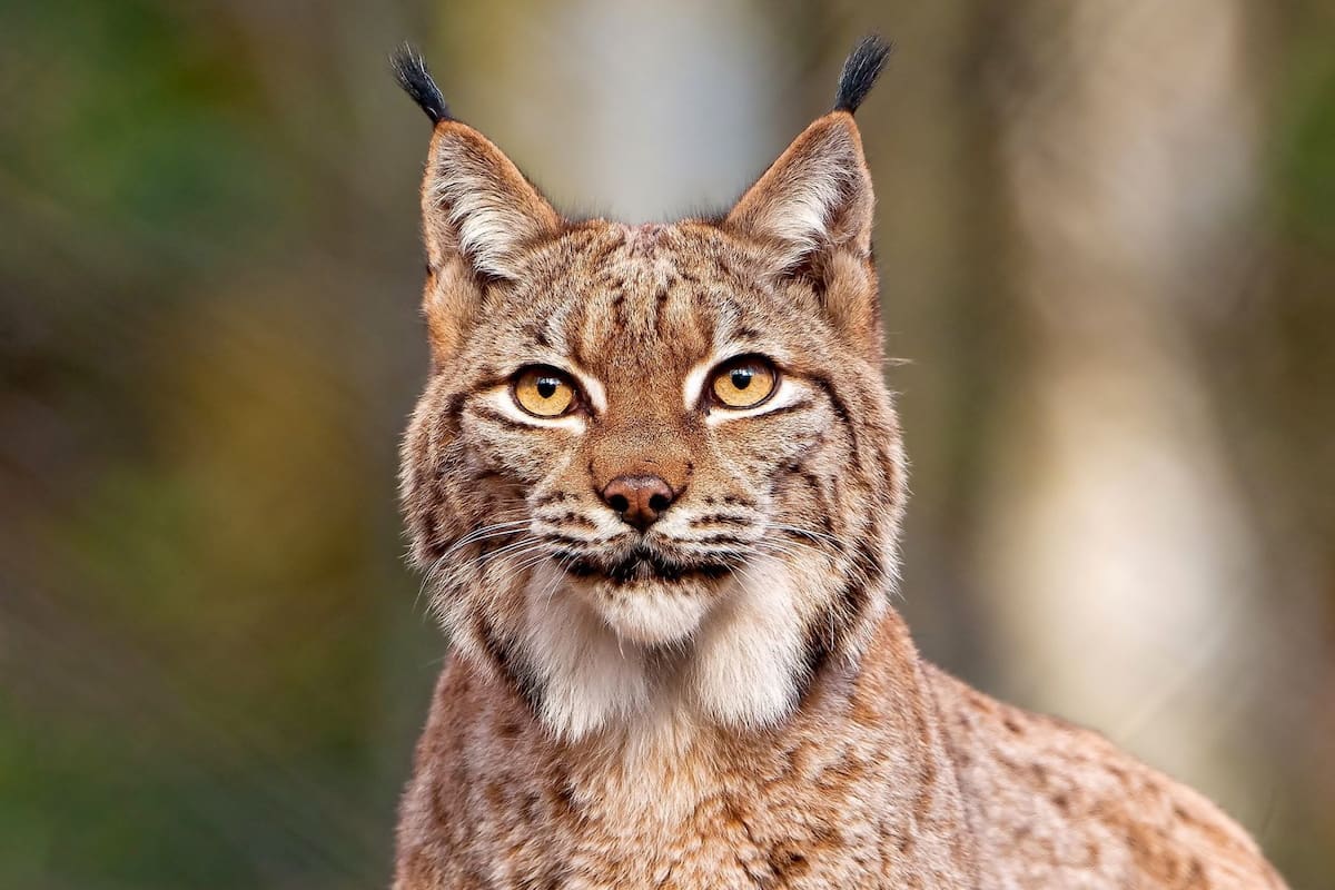 Diferencias entre el Lince Rojo y el Lince Canadiense