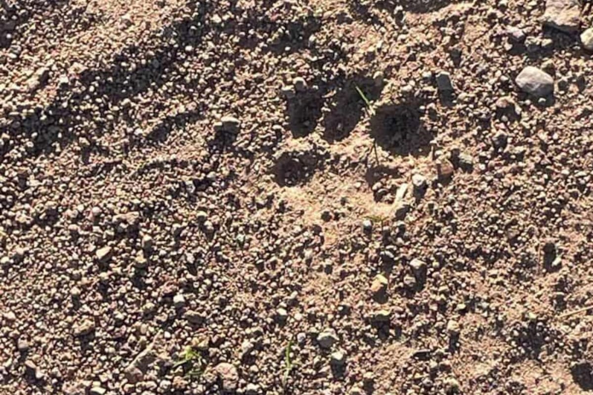 Muere hombre posiblemente por ataque de un perro en Nogales