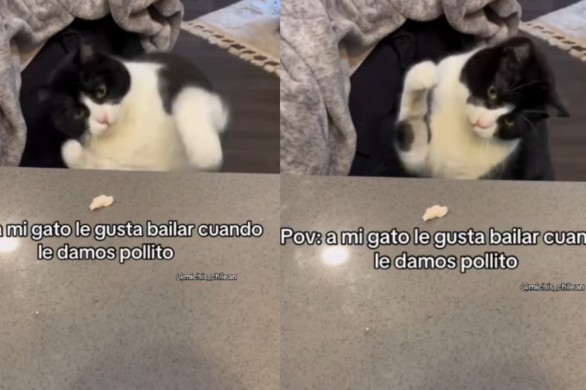 “Gato bailarín”: Joven graba el curioso baile de su gato al recibir pollito