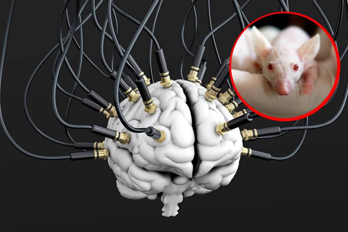 Científicos encuentran  el ‘punto caliente’ del cerebro donde se produce el envejecimiento