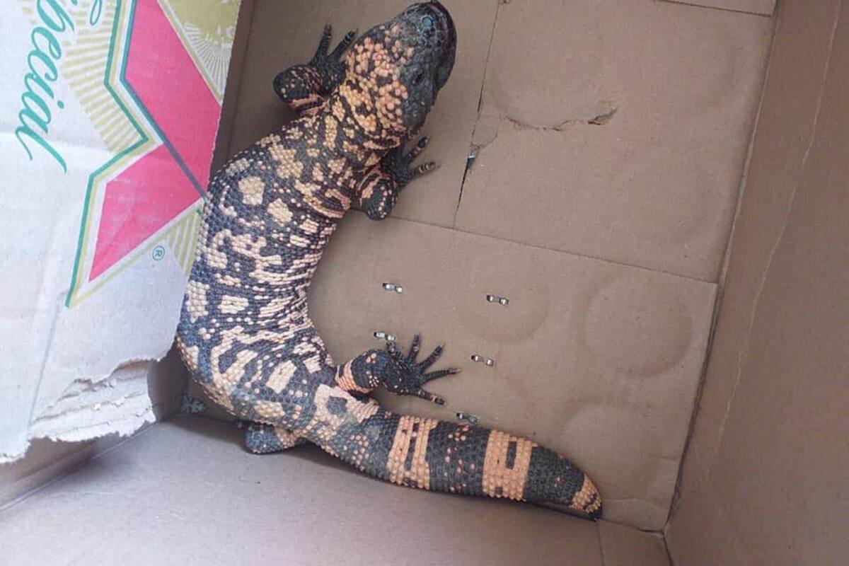 Capturan un Monstruo de Gila en vivienda de Nacozari