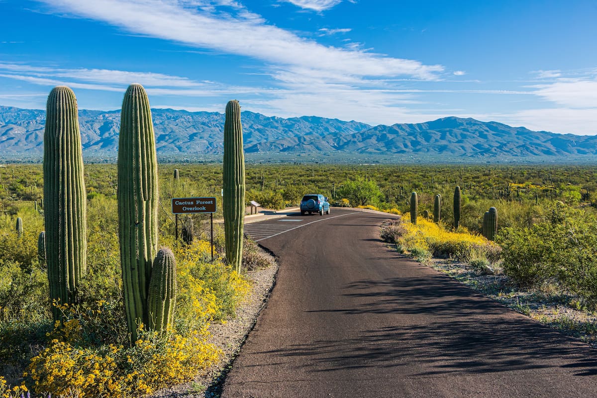 Cómo visitar el Parque Nacional Saguaro en el estado de Arizona: la guía básica