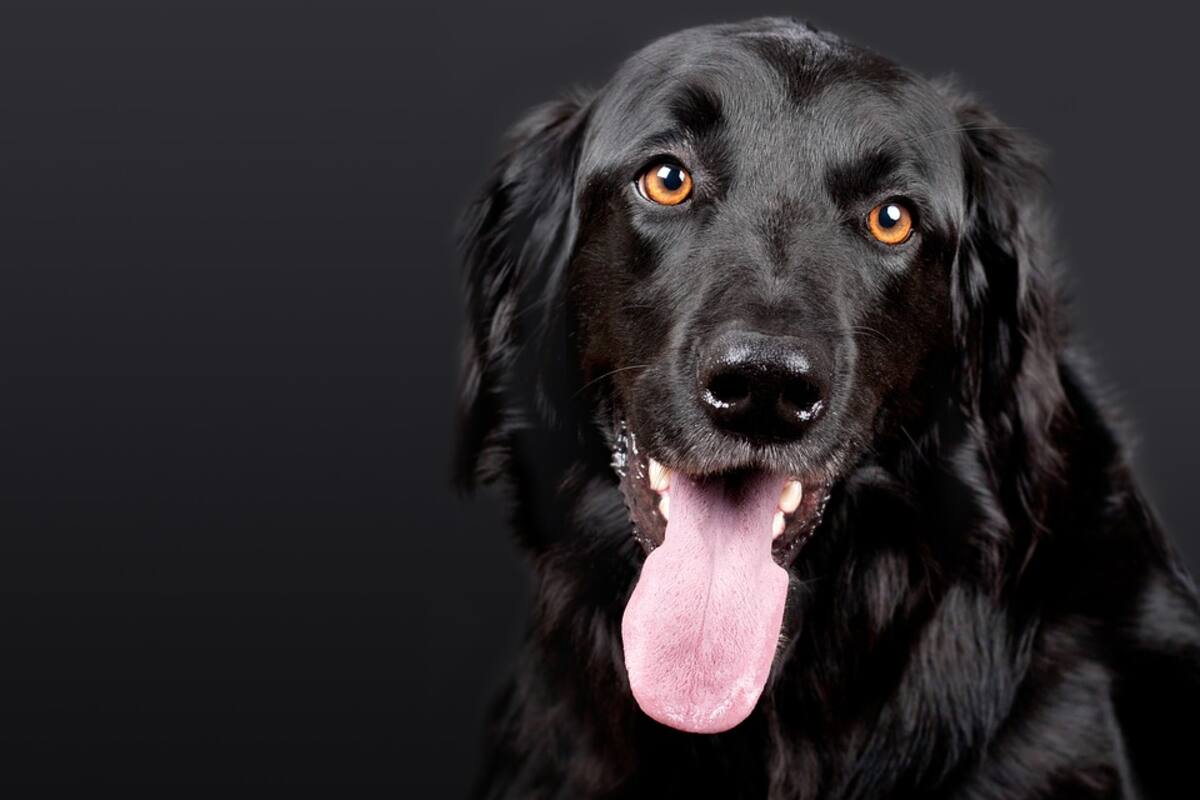 Día del Perro: Dueños gastan cada vez más en caninos