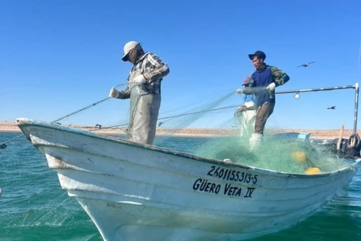 Camarón ya tiene fecha para inicio de pesca en el Golfo de Santa Clara este 2026