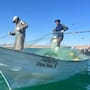 Camarón ya tiene fecha para inicio de pesca en el Golfo de Santa Clara este 2026