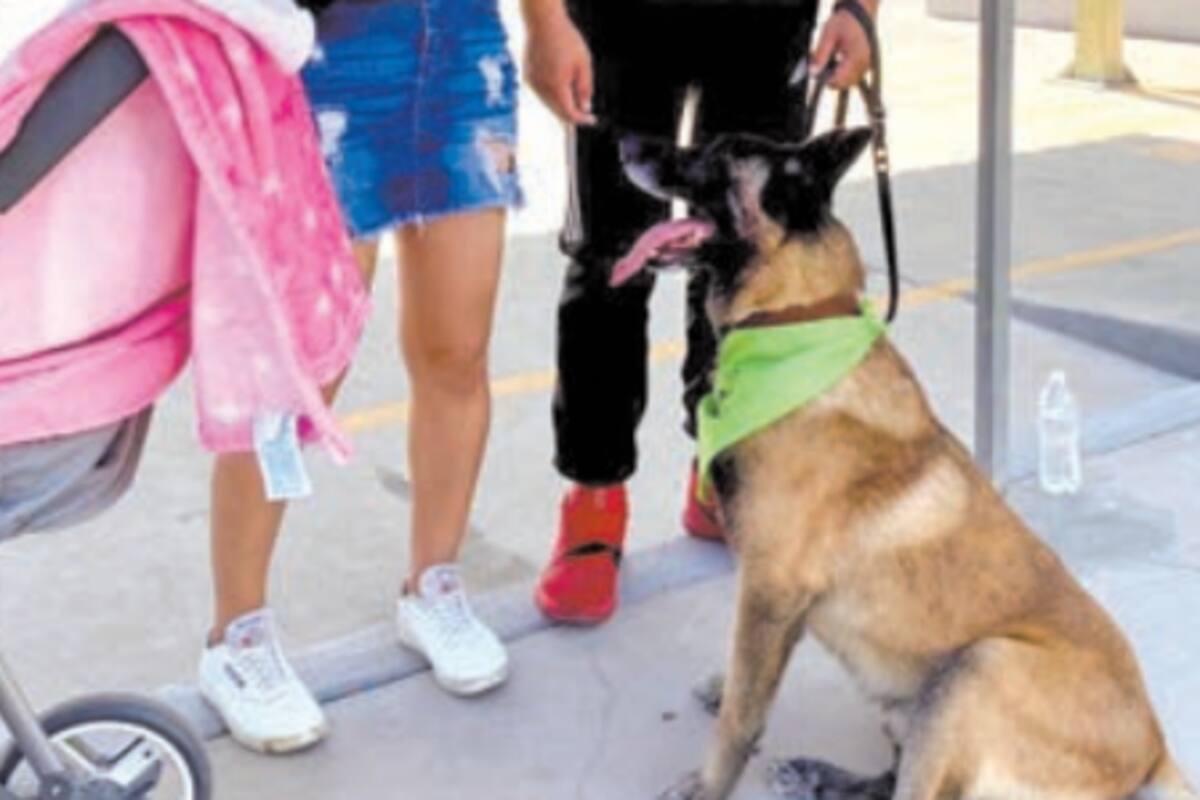Dale oportunidad a un animal adulto