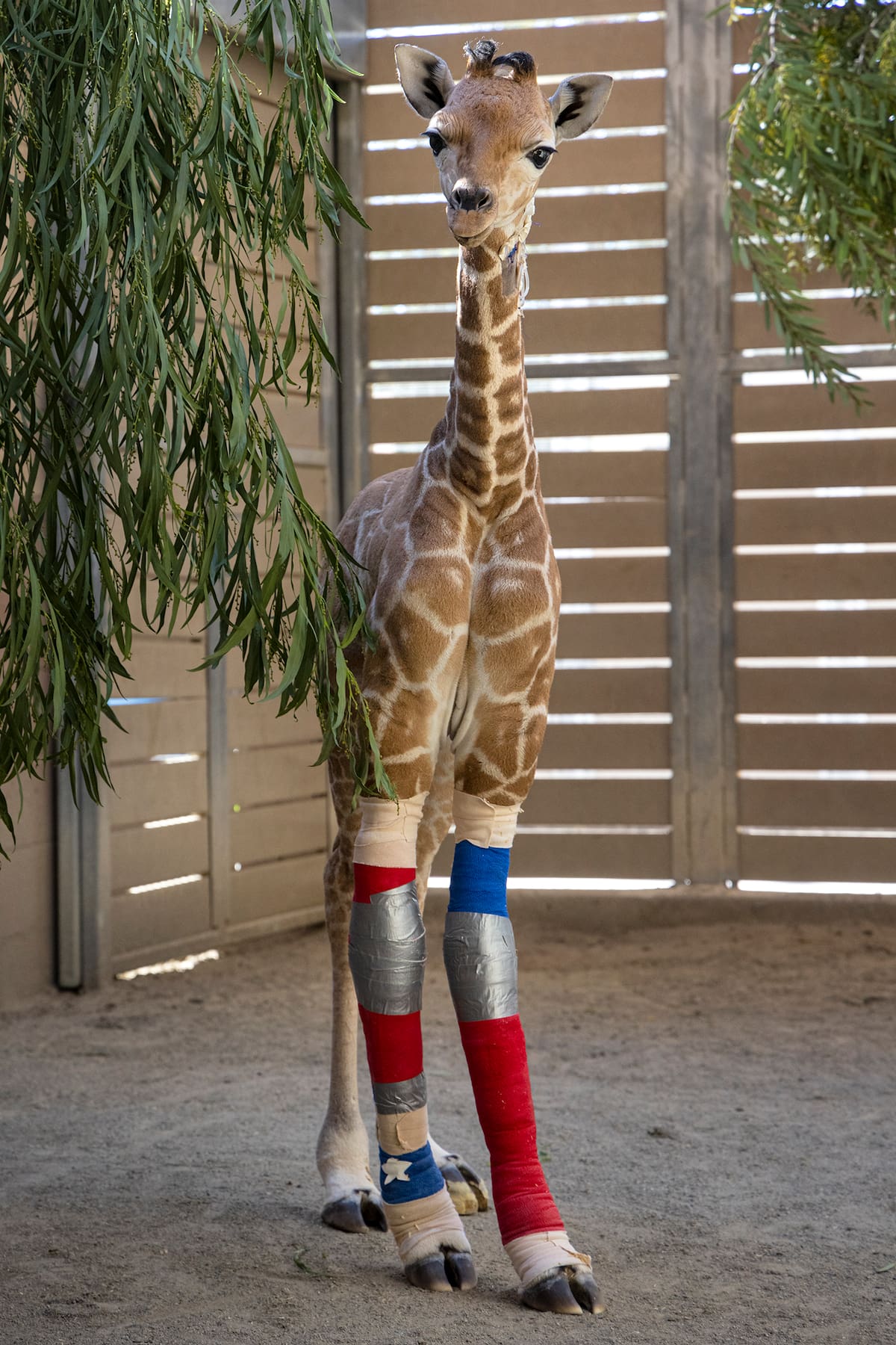 El Centro Médico Veterinario Paul Harter ha atendido a más de 50 mil animales y se ha convertido en un referente mundial en medicina para fauna silvestre.
Fotos: Cortesía.