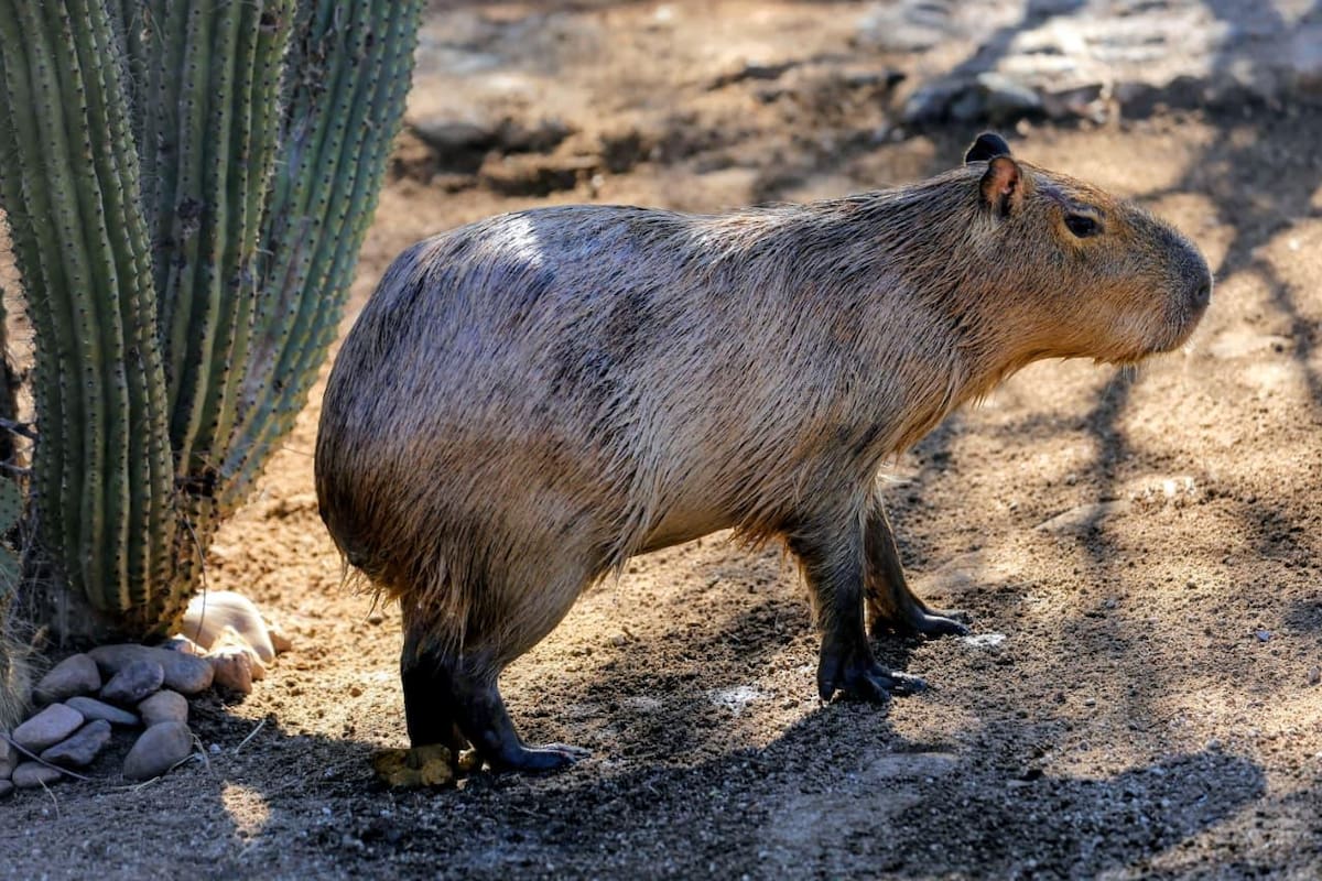 Capibara se estrenará en el Centro Ecológico de Sonora desde este miércoles 14 de enero, conoce todo lo que debes saber del nuevo inquilino