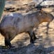 Capibara se estrenará en el Centro Ecológico de Sonora desde este miércoles 14 de enero, conoce todo lo que debes saber del nuevo inquilino