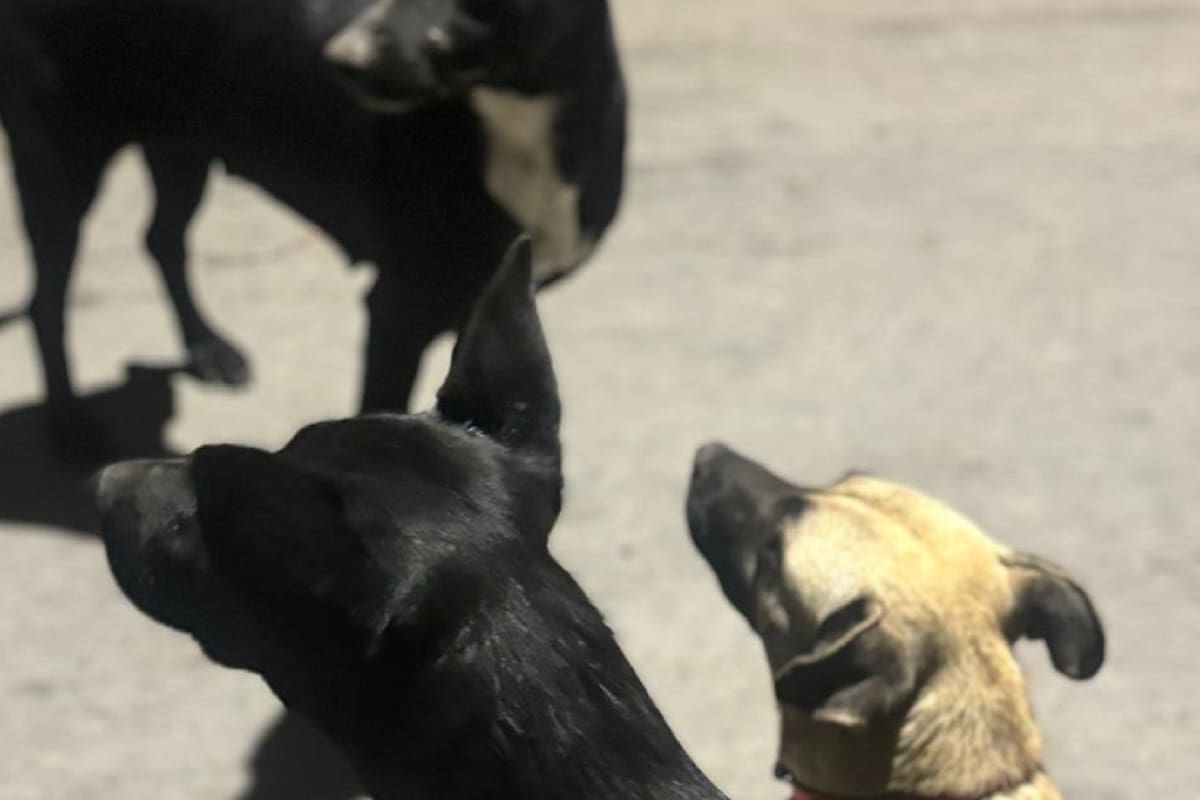 Alrededor de 100 perritos están listos para ser adoptados en Tijuana